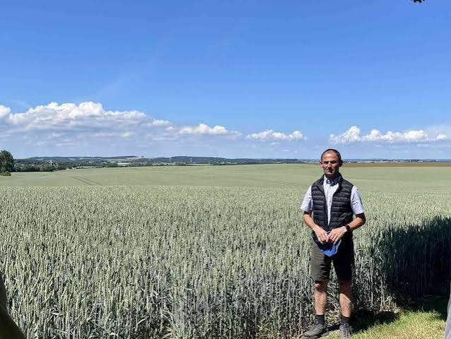 Danish wheat field