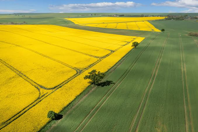 Danish rapeseed fields